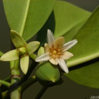 Rhizophora mucronata Poir.